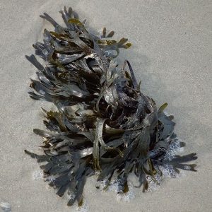 Fucus Vesiculosus - Image 2