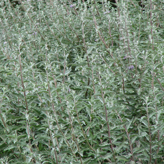 Salvia blanca – Hierbas Suquía